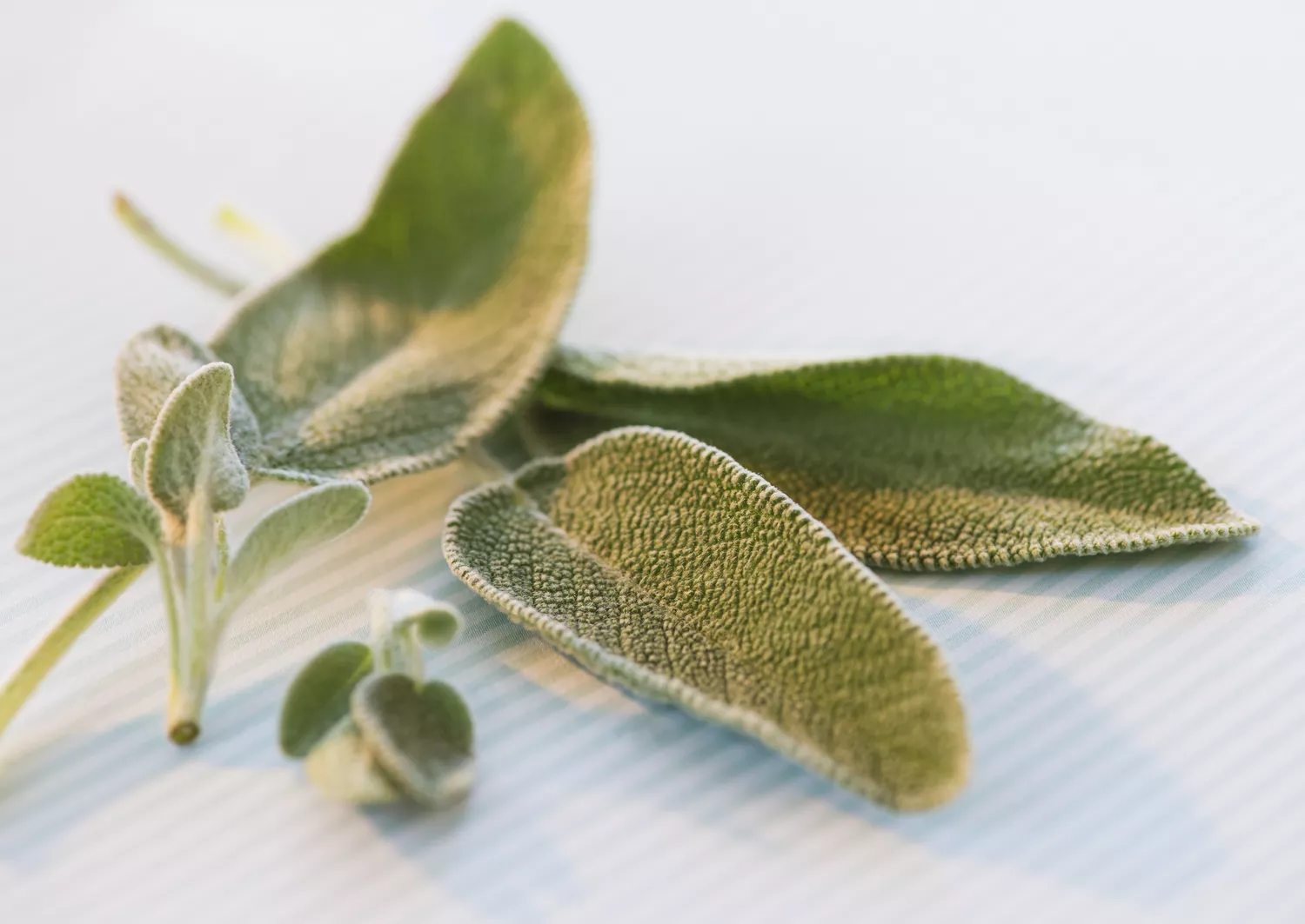 sage
